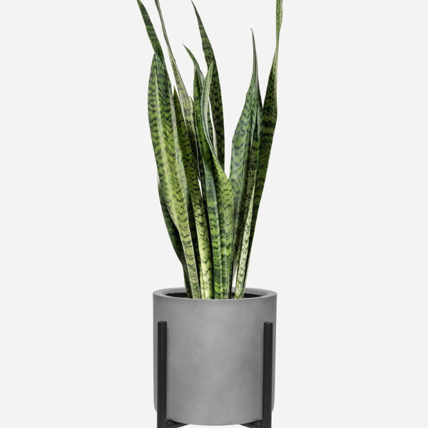Modern Snake Plant in Matte Black FRP Cube